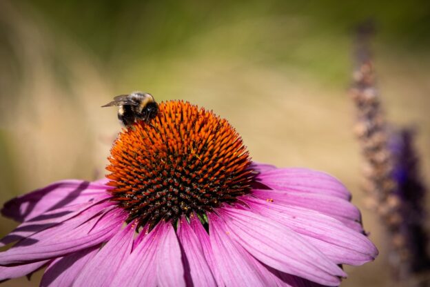 bumblebee, insect, winged insect-7702828.jpg